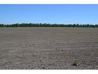 <b>PRICE REDUCED: $5,900 per acre</b><br>
This property offers productive tillable land along with two wooded areas.  Much of the larger woods near the road is on a ridge.  Investigate this area for a potential beautiful homesite as well as for hunting and recreational opportunities. <br>
<b>156.9+/- </b>Total Acres | <b>145.83+/-</b> Tillable Cropland Acres per FSA | <b>10+/-</b> Wooded Acres - 156.9+/- Acres For Sale - Cropland, Woods for Hunting/Recreational & Potential Building Sites